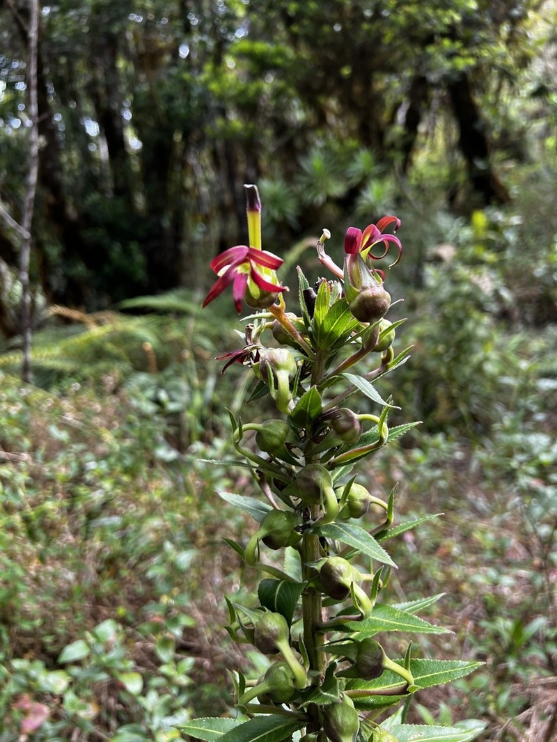 Lobelia martagon photo 2