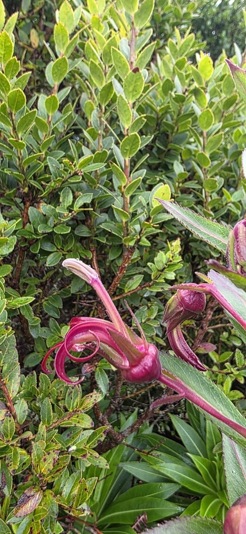 Lobelia martagon photo 3