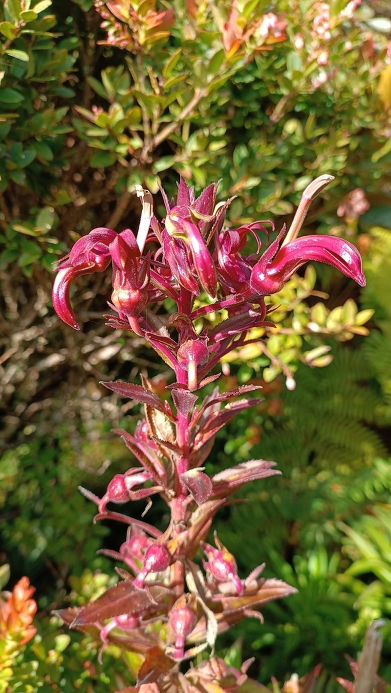Lobelia martagon photo 4