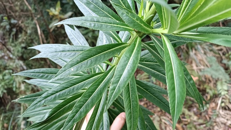 Lobelia martagon photo 5