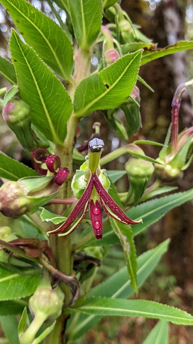 Lobelia martagon photo 6