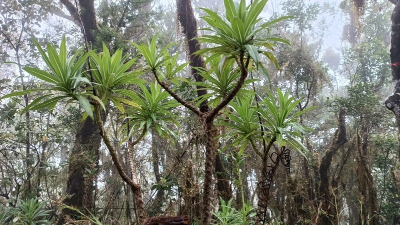 Lobelia martagon photo 7