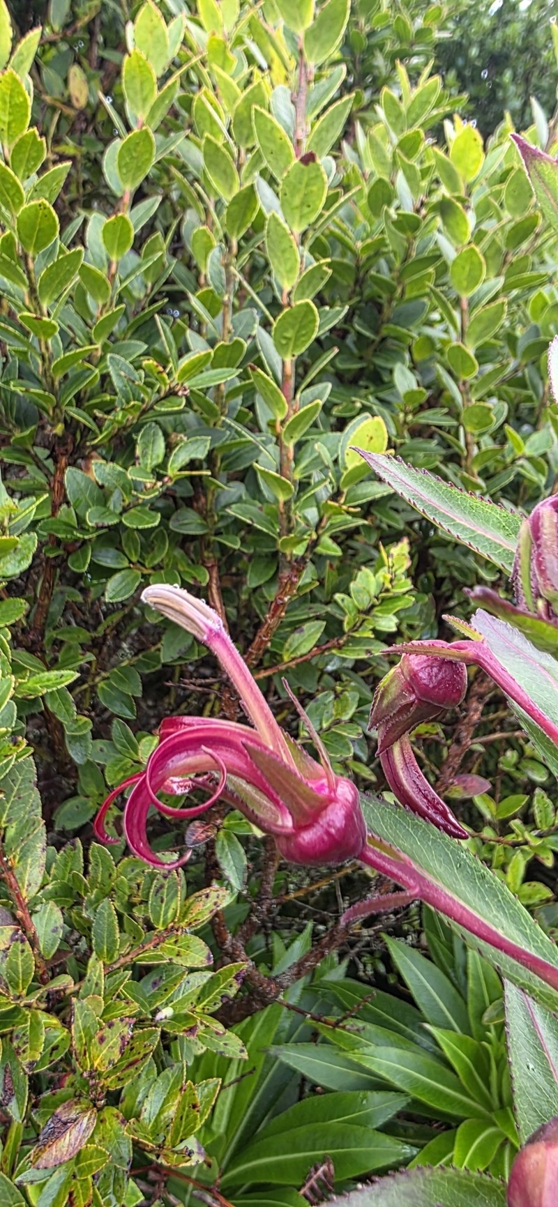 Lobelia martagon photo 8