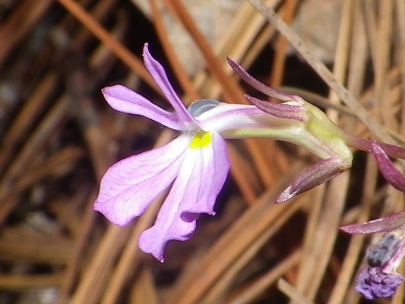 Lobelia mcvaughii photo 3