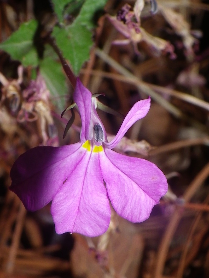 Lobelia mcvaughii photo 5