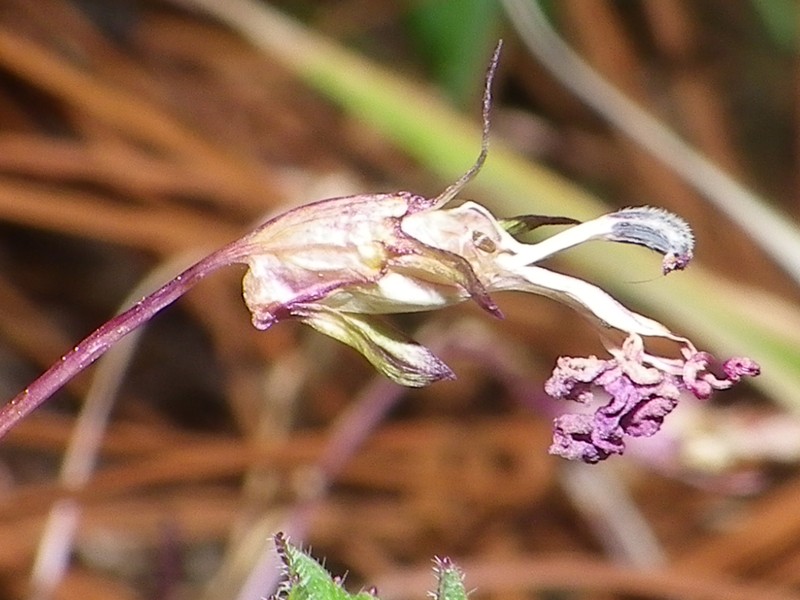 Lobelia mcvaughii photo 6