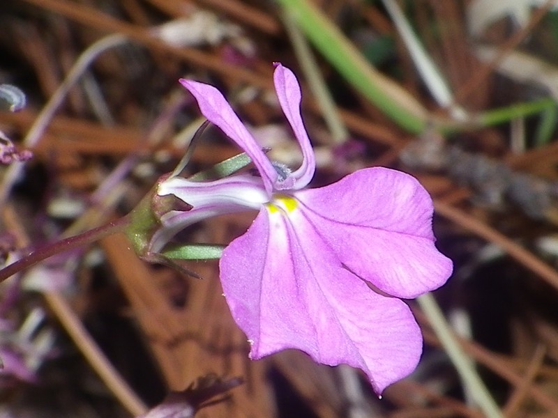 Lobelia mcvaughii photo 8