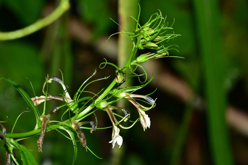 Lobelia melliana photo 2