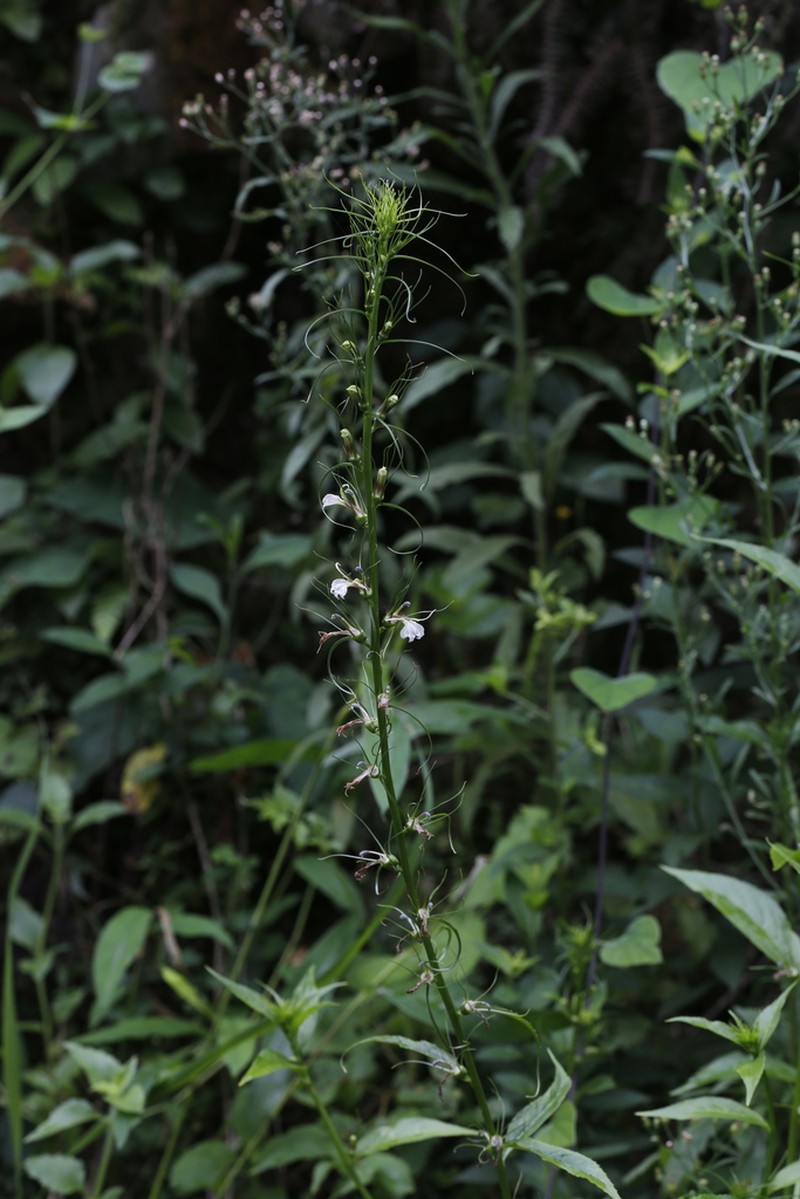 Lobelia melliana photo 3