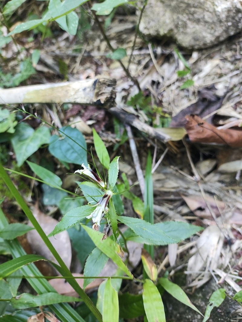 Lobelia melliana photo 4