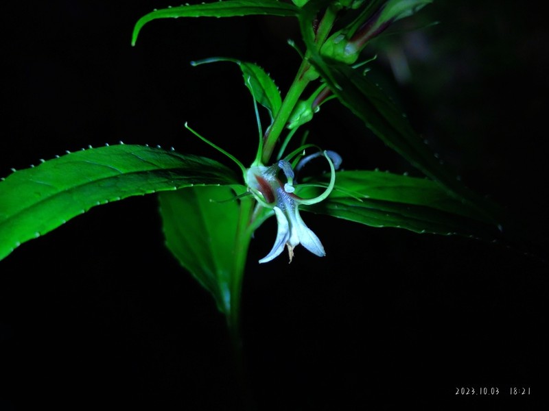 Lobelia melliana photo 5