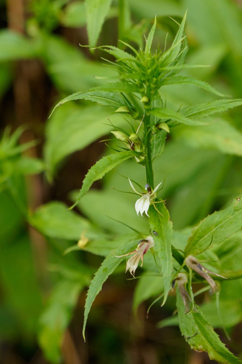 Lobelia melliana photo 6