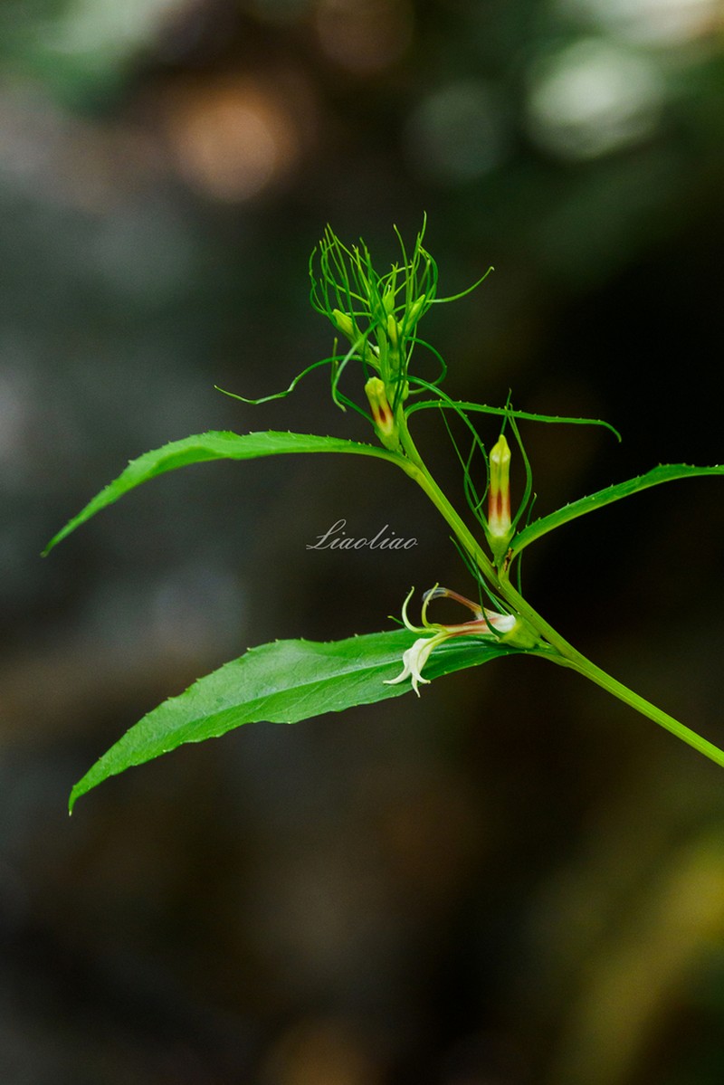 Lobelia melliana photo 7