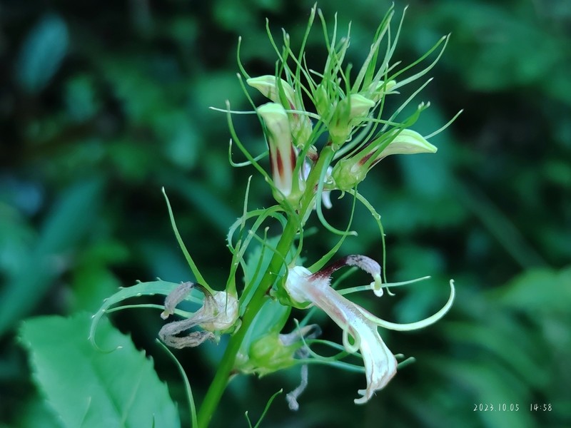 Lobelia melliana photo 8