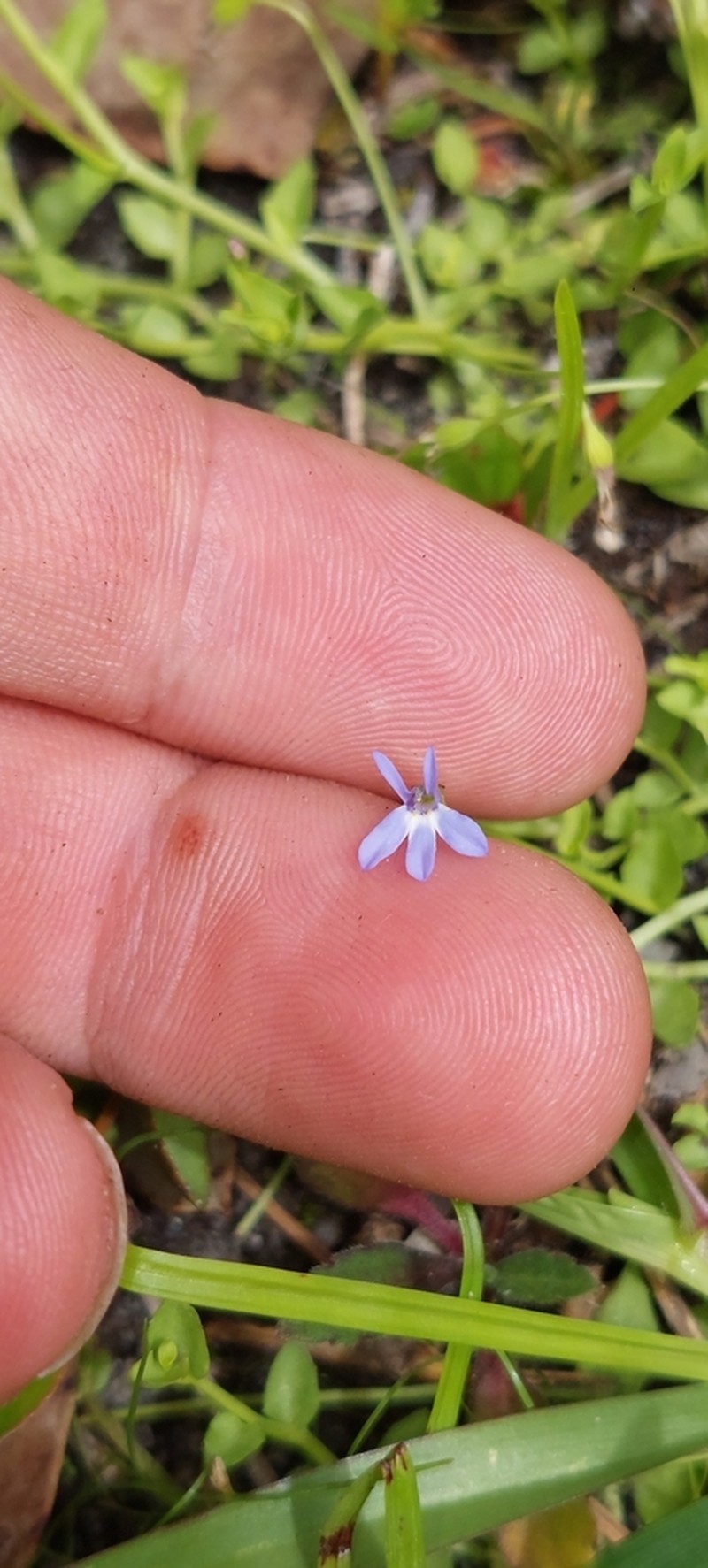 Lobelia membranacea