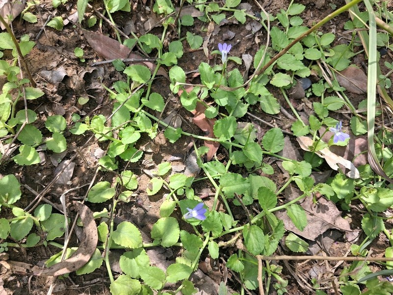 Lobelia membranacea photo 2