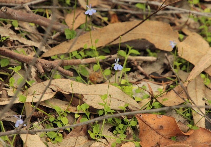 Lobelia membranacea photo 3