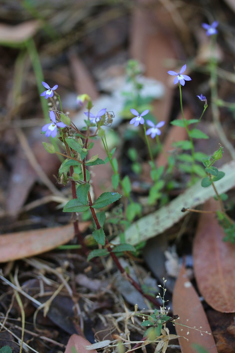 Lobelia membranacea photo 4