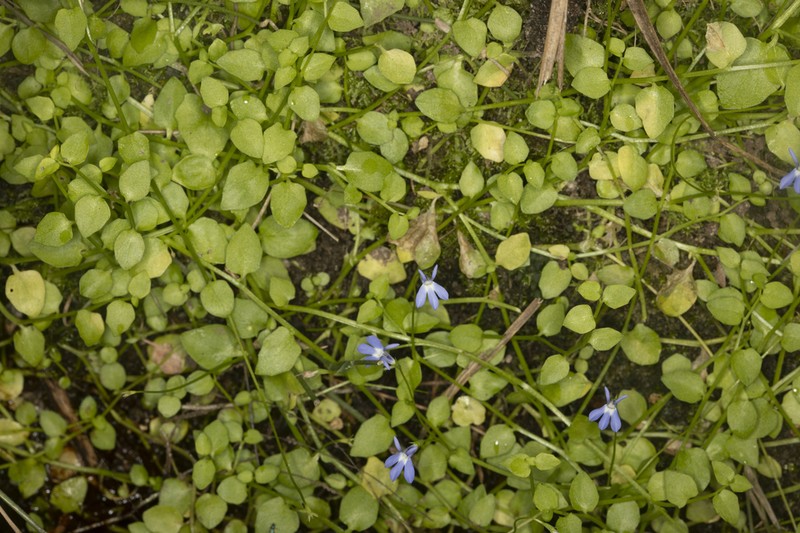 Lobelia membranacea photo 5