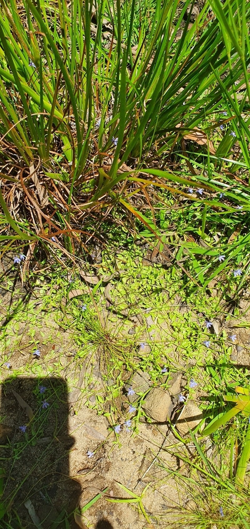 Lobelia membranacea photo 6