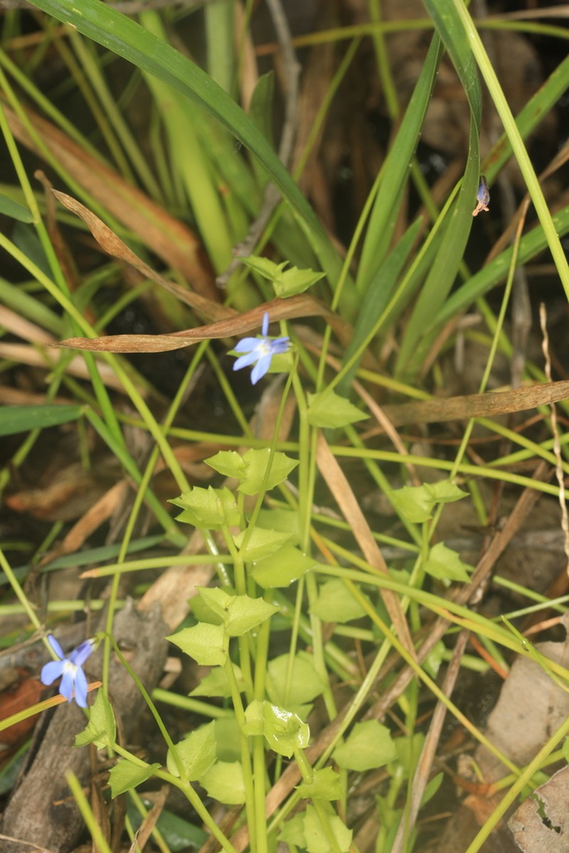 Lobelia membranacea photo 7