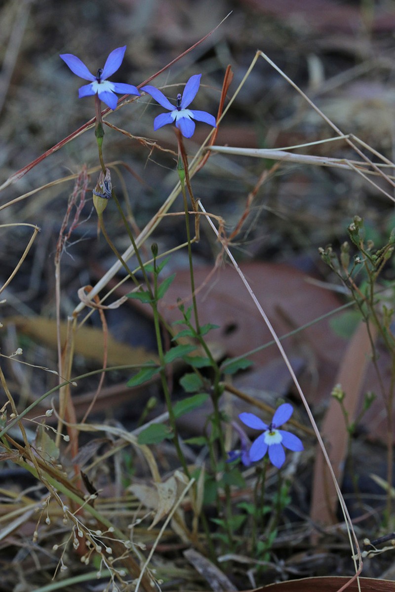 Lobelia membranacea photo 8