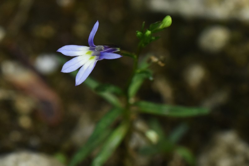 Lobelia mexicana photo 2