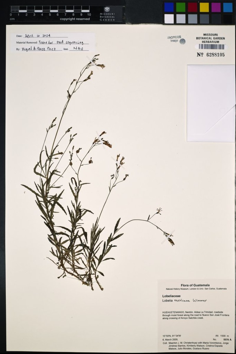 Lobelia mexicana photo 3