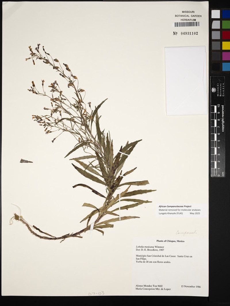 Lobelia mexicana photo 6