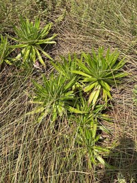 Lobelia mildbraedii