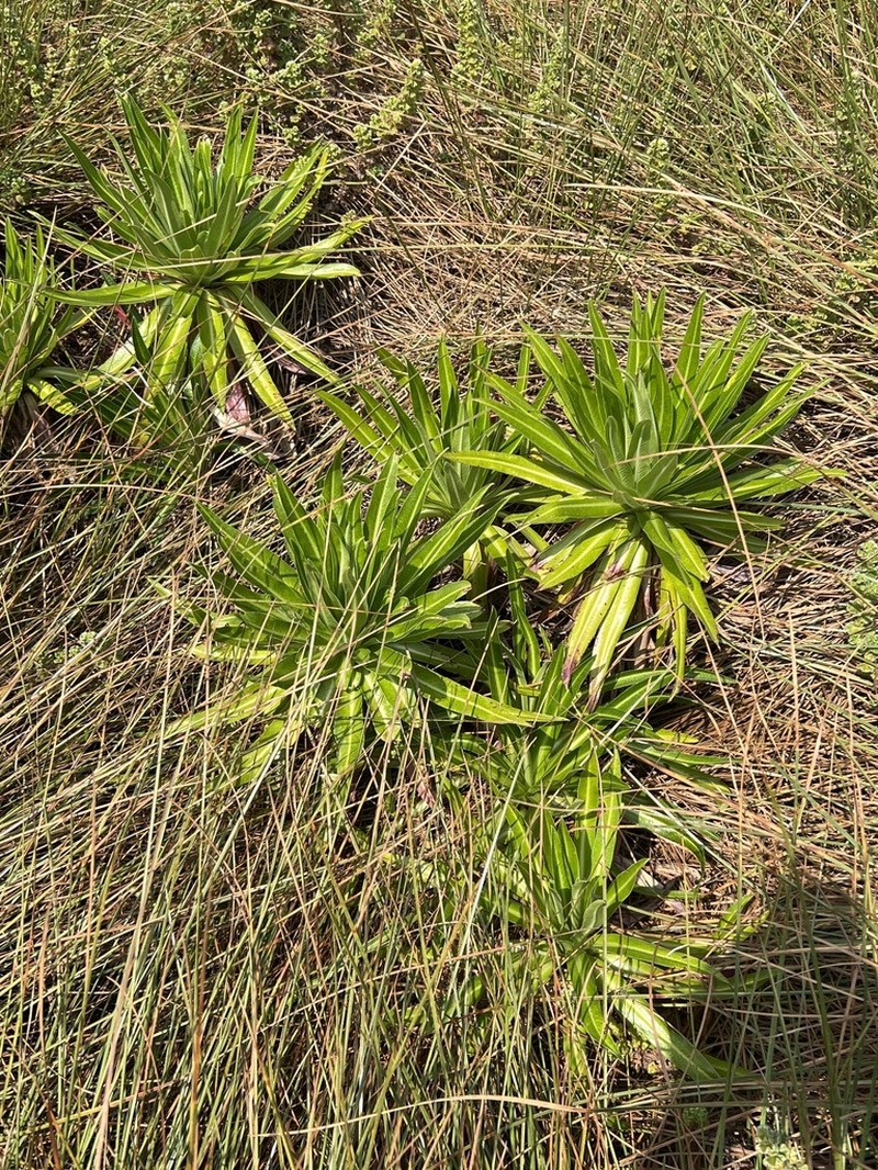 Lobelia mildbraedii