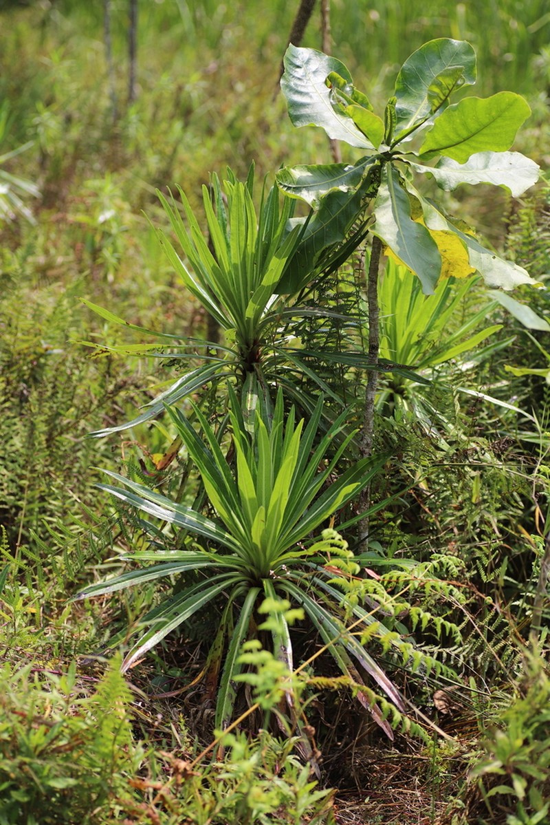 Lobelia mildbraedii photo 2