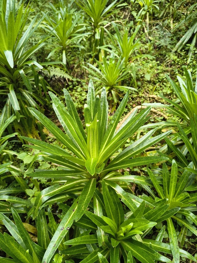 Lobelia mildbraedii photo 4