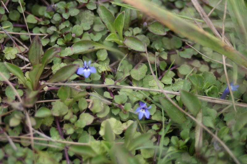 Lobelia minutula