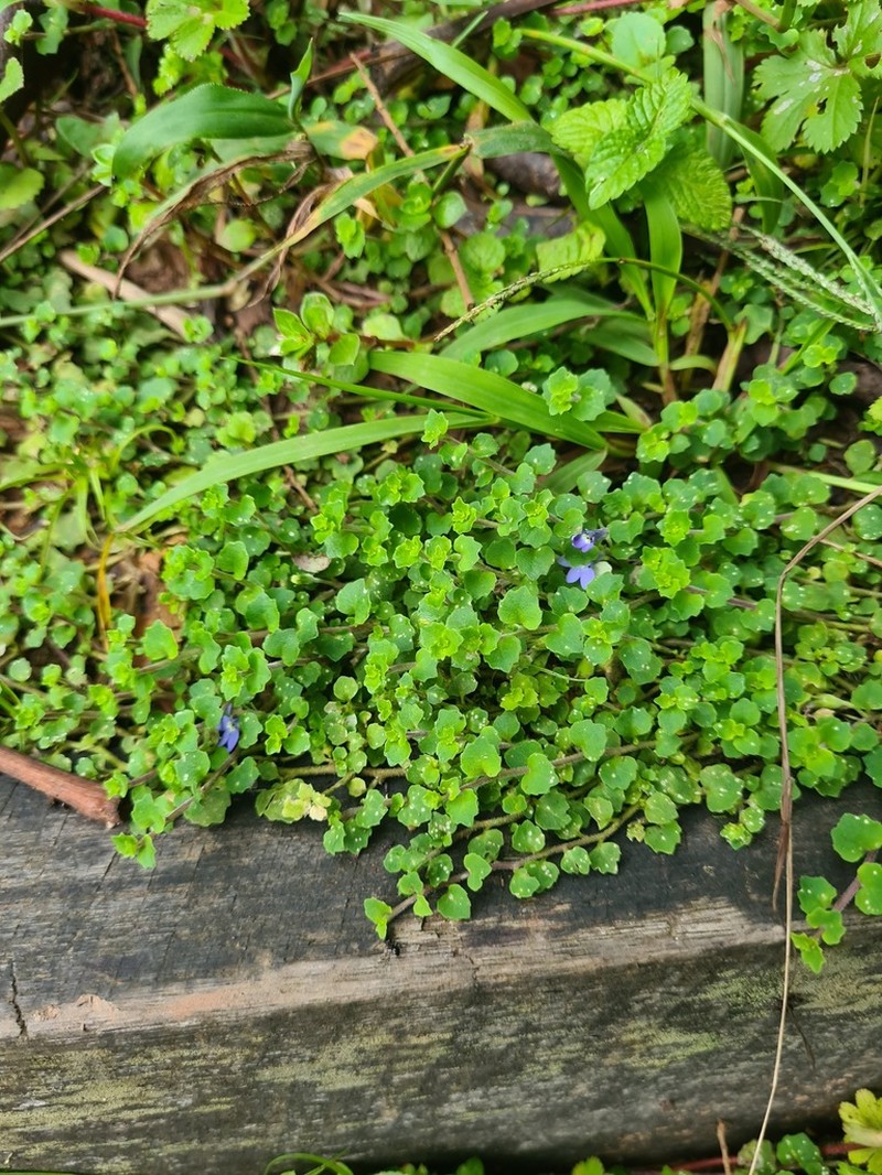 Lobelia minutula photo 2