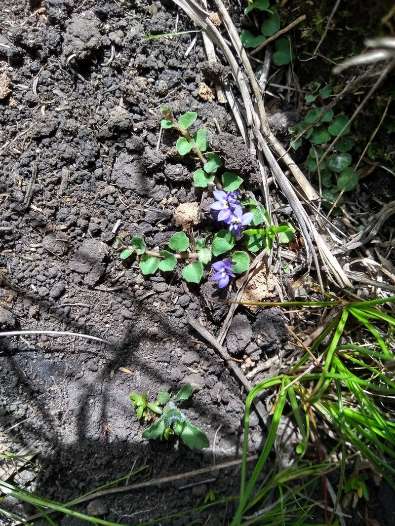 Lobelia minutula photo 3
