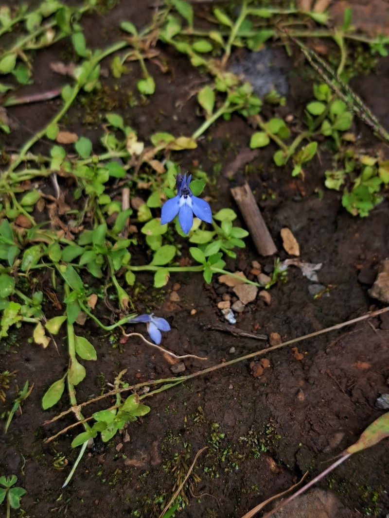 Lobelia minutula photo 4