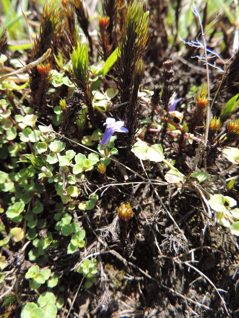 Lobelia minutula photo 5