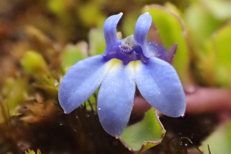 Lobelia minutula photo 6