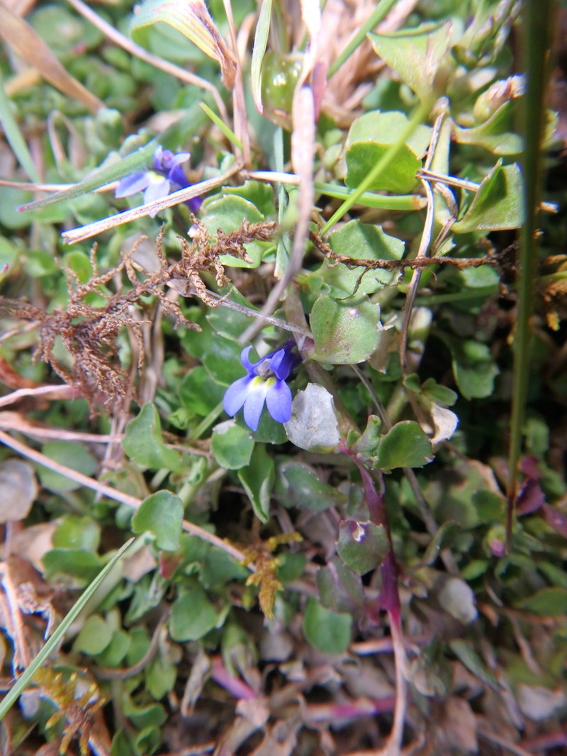 Lobelia minutula photo 7