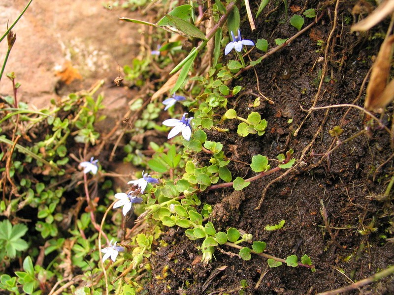 Lobelia minutula photo 8