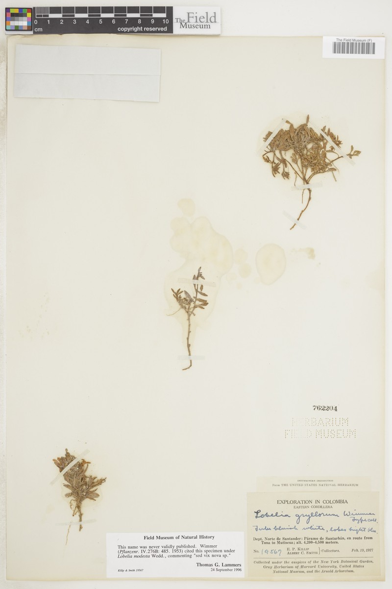 Lobelia modesta