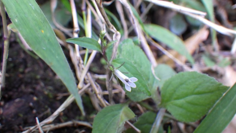 Lobelia molleri photo 2