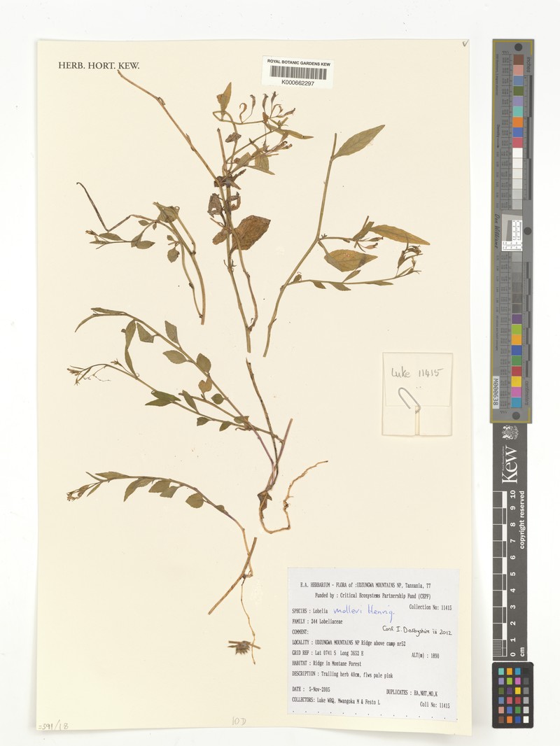 Lobelia molleri photo 3
