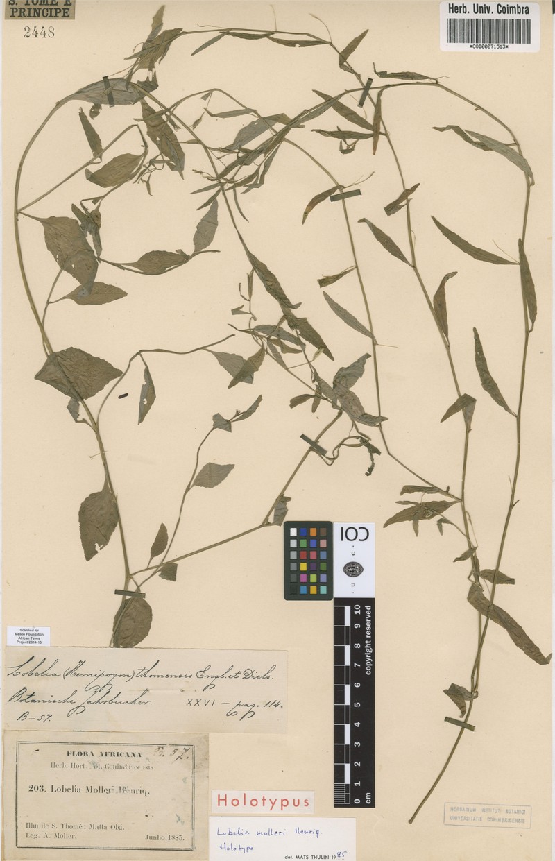 Lobelia molleri