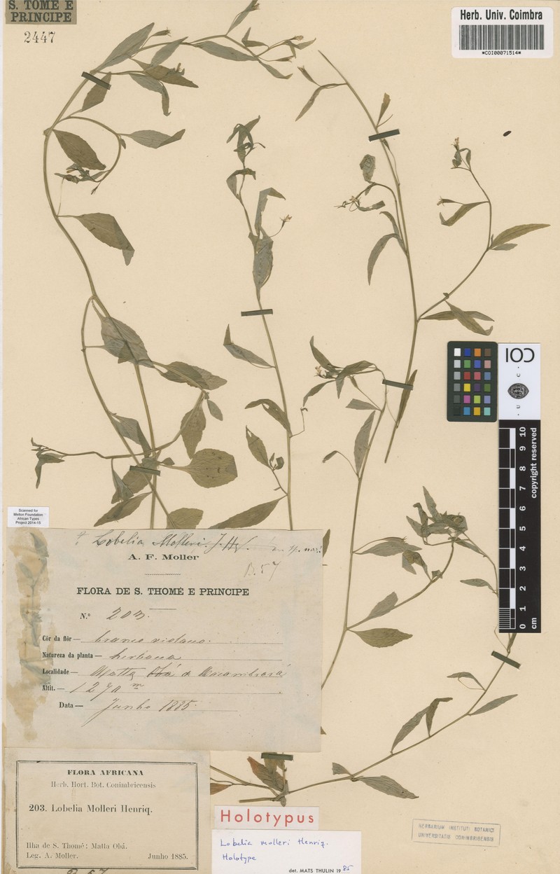 Lobelia molleri photo 4