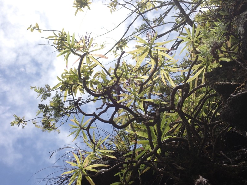 Waianae Range Lobelia photo 3