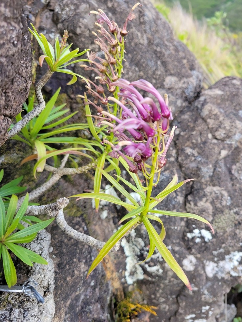 Waianae Range Lobelia photo 4
