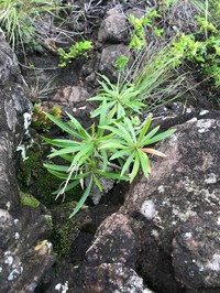 Waianae Range Lobelia