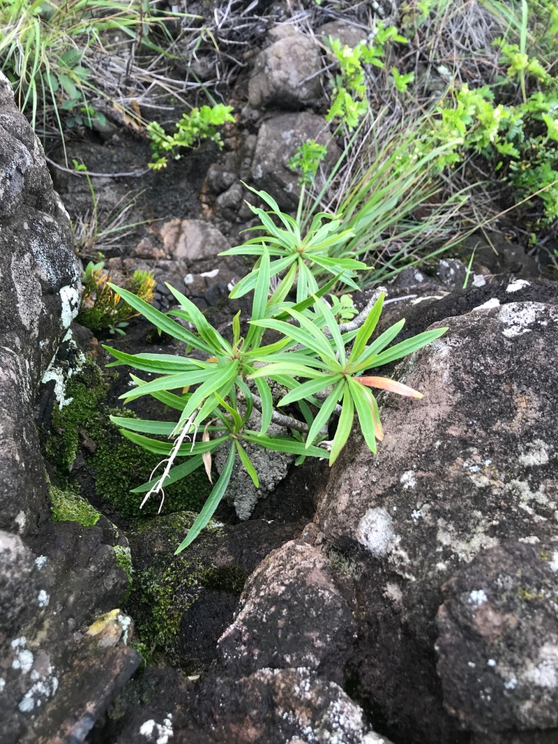 Waianae Range Lobelia